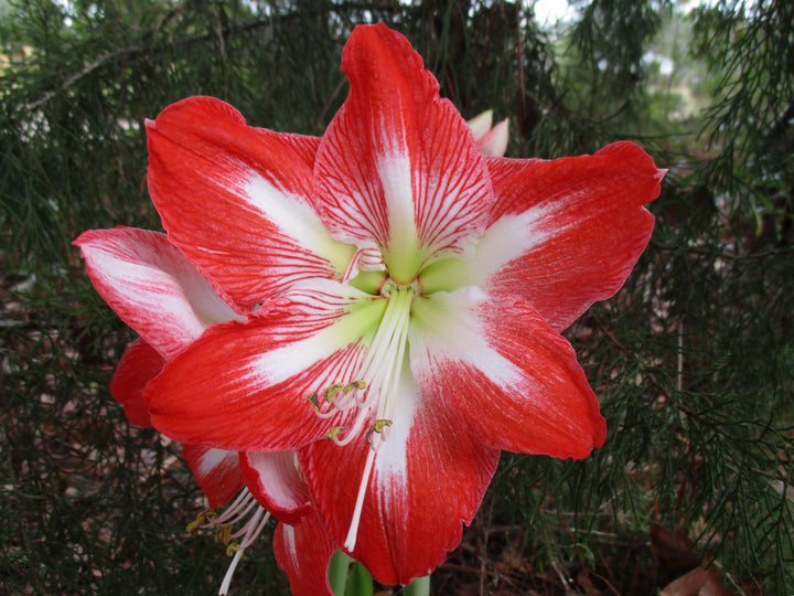 Hippeastrum Flower Seeds – Heirloom, Non-GMO, High Germination Seeds