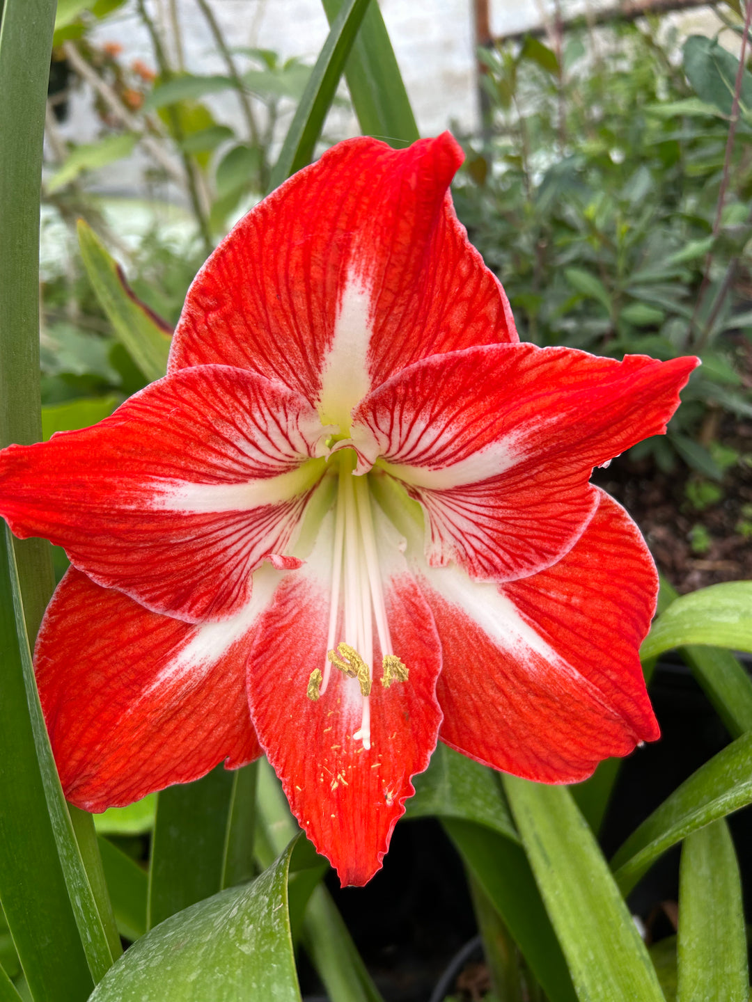 Giant Amaryllis Flower Seeds Red White for Planting – Heirloom Non-GMO Organic Garden Seeds