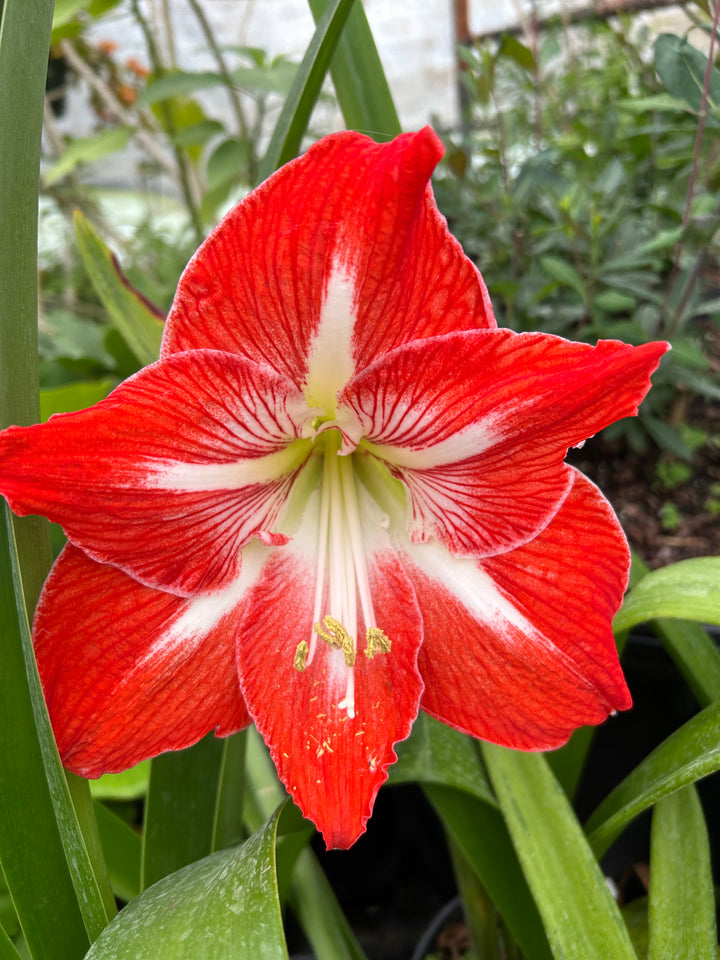 Giant Amaryllis Flower Seeds Red White for Planting – Heirloom Non-GMO Organic Garden Seeds