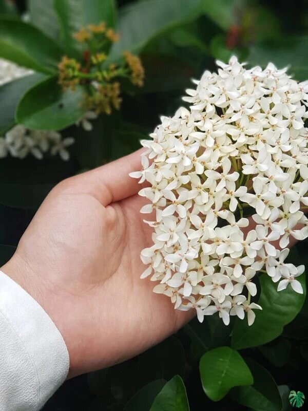 White Ixora Flower Seeds – Heirloom, Non-GMO, High Germination Seeds