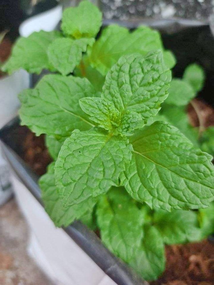 Organic Mint Seeds for Planting – Heirloom Non-GMO, High Germination Organic Garden Seeds