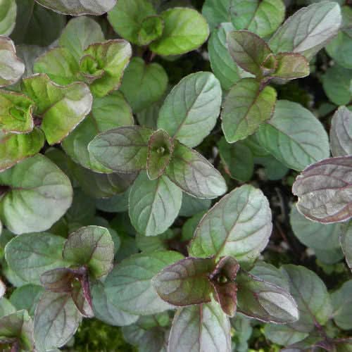 Chocolate Mint herb seeds