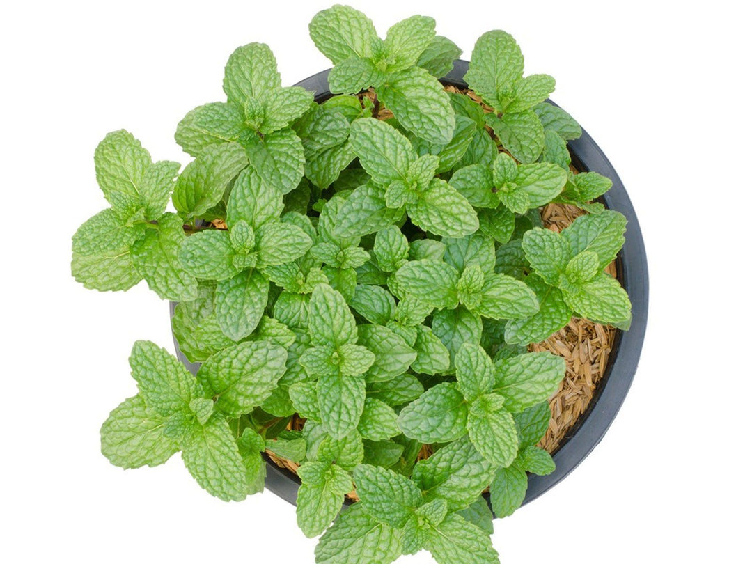 Mint Mentha herb seeds