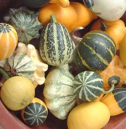 annulvinecucurbitapepovaroviferaheirloomnongmohighgerminationorganicgarden flower seeds