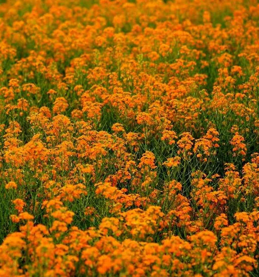 biennialflowererysimumamurenseheirloomnongmohighgerminationorganicgarden flower seeds