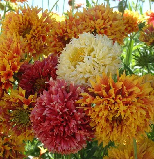gaillardiasundaceannualherbflowerheirloomnongmohighgerminationorganicgarden flower seeds