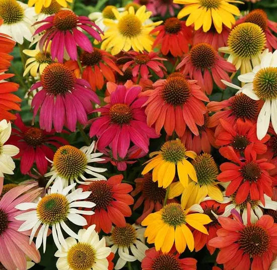 perennialvarietiesflowerechinaceapurpureaheirloomnongmohighgerminationorganicgarden flower seeds