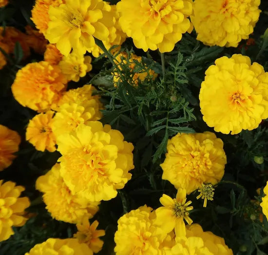 fastgrowingmarigoldflowerforsowingheirloomnongmohighgerminationorganicgarden flower seeds