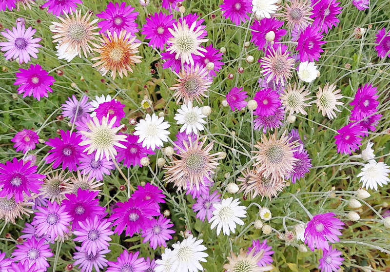 Mixed Xeranthemum Flower Seeds – Heirloom, Non-GMO, High Germination Seeds