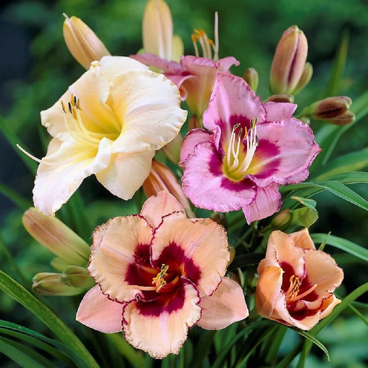 Hemerocallis Flower Seeds Mixed – Heirloom, Non-GMO, High Germination Seeds