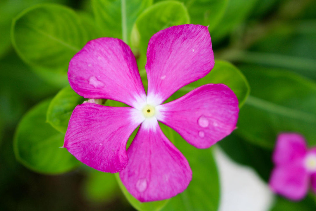 Pink Peristeria Flower Seeds – Heirloom Non-GMO High Germination Organic Garden Seeds for Planting