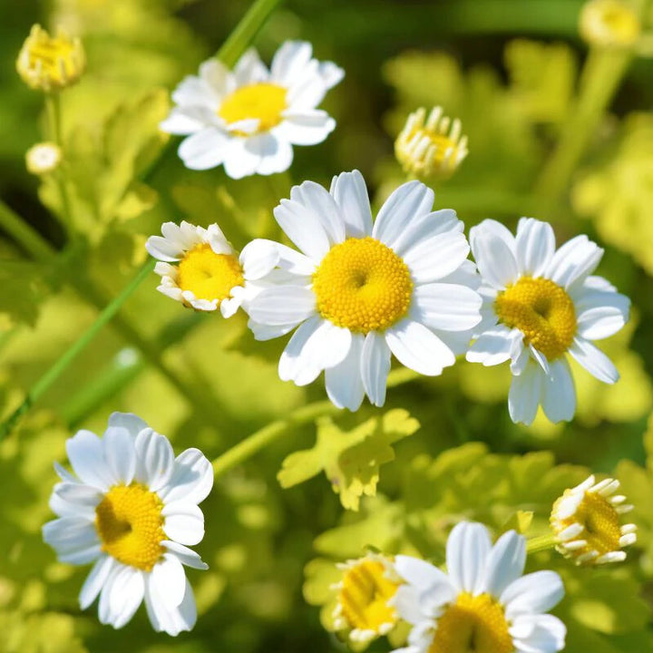 White Tanacetum Parthenium Flower Seeds Heirloom Non-GMO High Germination Organic Garden Seeds for Planting