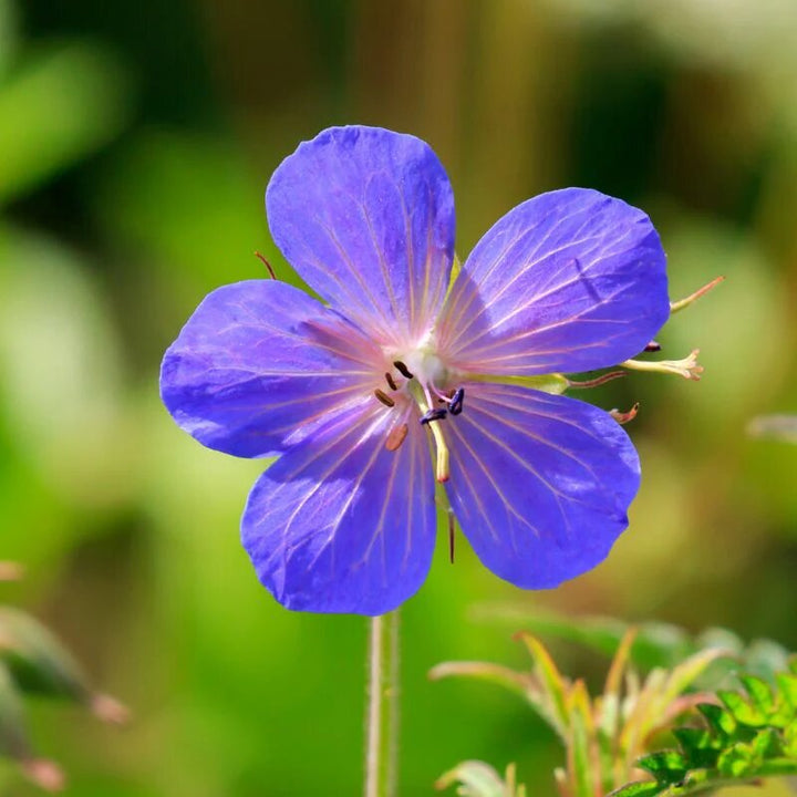 Cranesbill Flower Seeds for Planting – Heirloom Non-GMO High Germination Seeds