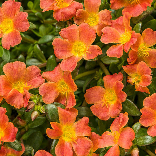 Orange Purslane Flower Seeds for Planting – Heirloom, Non-GMO, High Germination