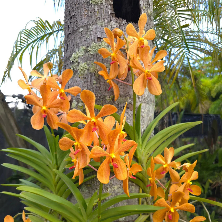 Orange Orchid Flower Seeds – Heirloom, Non-GMO, High Germination Seeds