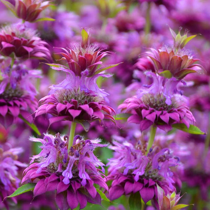 Lemon Bergamot Herb Seeds for Planting – Heirloom, Non-GMO, High Germination Organic Garden Seeds for Perennial Gardens