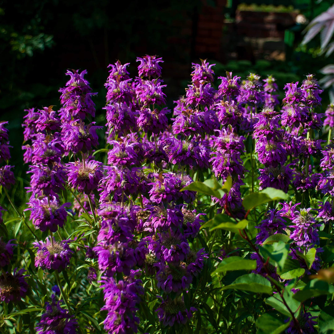 Bee Balm herb seeds
