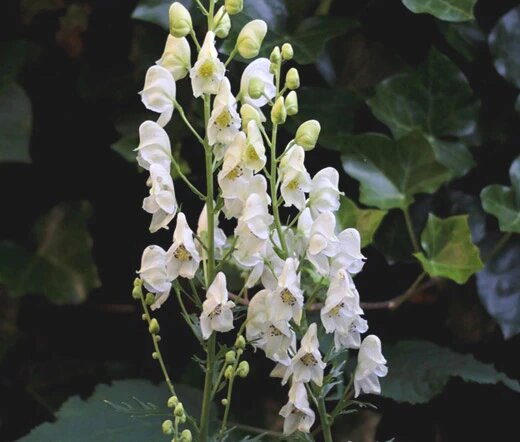 Eisenhut Blumensamen Weiß – Alte Sorte Gentechnikfrei Bio Garten