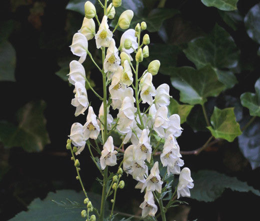Aconitum Flower Seeds White for Planting – Heirloom Non-GMO High Germination Organic Seeds