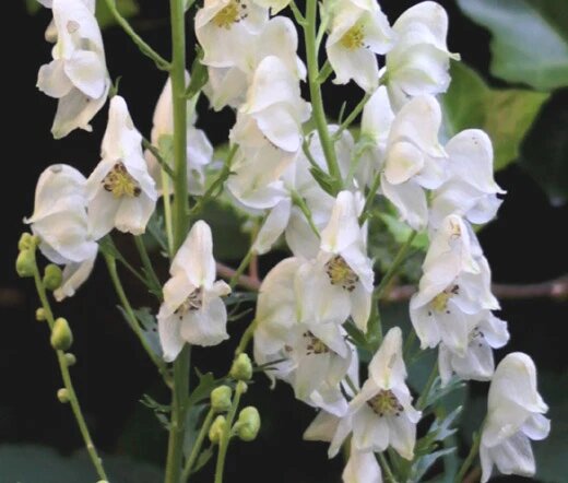 Eisenhut Blumensamen Weiß – Alte Sorte Gentechnikfrei Bio Garten