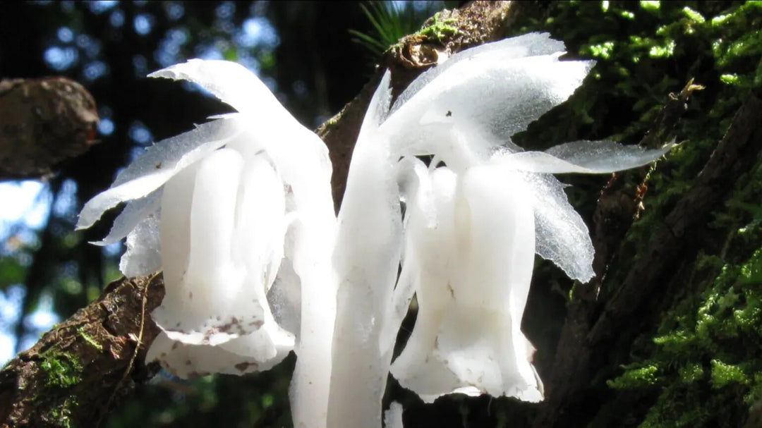White Uniflora Flower Seeds for Planting – Heirloom, Non-GMO, High Germination
