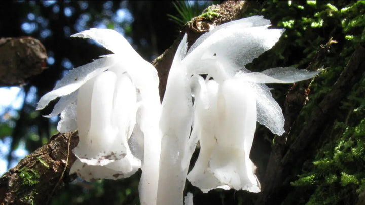 White Uniflora Flower Seeds for Planting – Heirloom, Non-GMO, High Germination