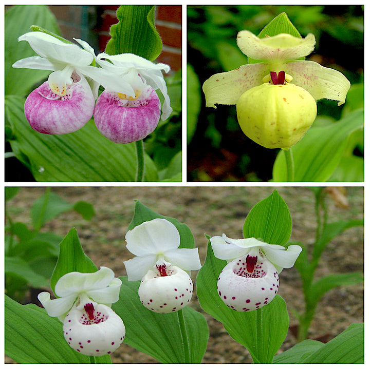Mixed Cypripedium Flower Seeds – Heirloom Non-GMO High Germination Seeds