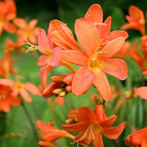 Orange Crocosmia Flower Seeds – Heirloom Non-GMO High Germination Seeds