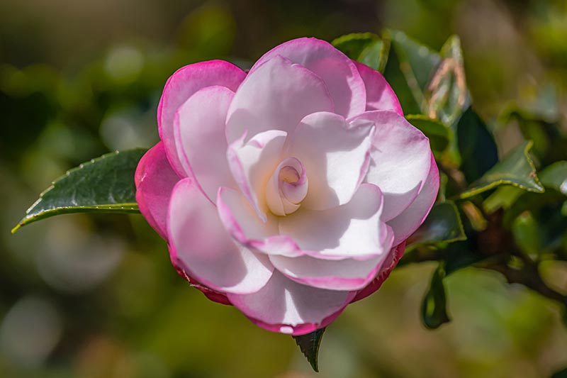 Pink White Camellia Flower Seeds Heirloom Non-GMO High Germination Organic Garden Seeds for Planting