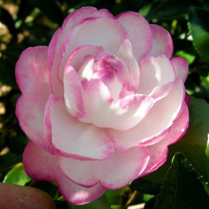 Pink White Camellia Flower Seeds Heirloom Non-GMO High Germination Organic Garden Seeds for Planting