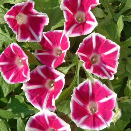 morninggloryrositaopenpollinatedheirloomnongmohighgerminationorganicgarden flower seeds
