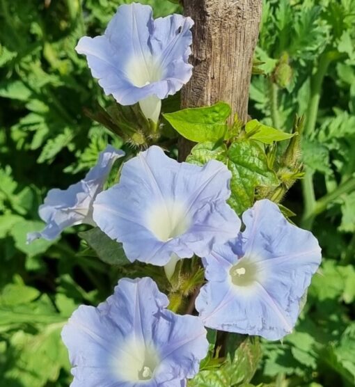 morninggloryskyblueheirloomnongmohighgerminationorganicgarden flower seeds