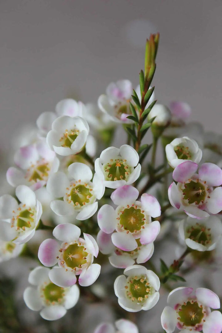 Semillas de flores de Chamelaucium blanco para plantar – Semillas reliquia no transgénicas de alta germinación