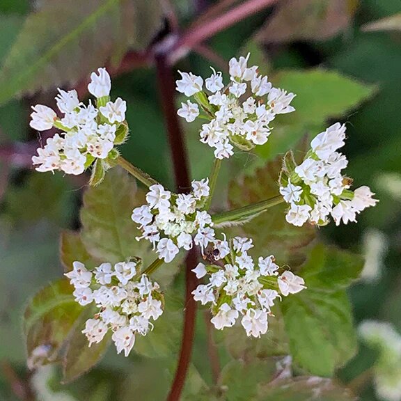White Cicely Flower Seeds – Heirloom, Non-GMO, High Germination Seeds