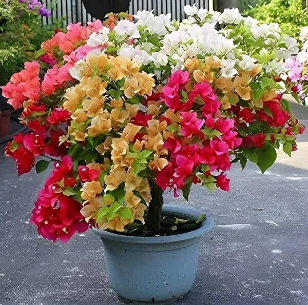 Giant Bougainvillea Flower Seeds for Planting – Heirloom, Non-GMO Seeds