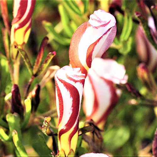 White Pink Oxalis Versicolor Flower Seeds Heirloom Non-GMO High Germination Organic Garden Seeds for Planting