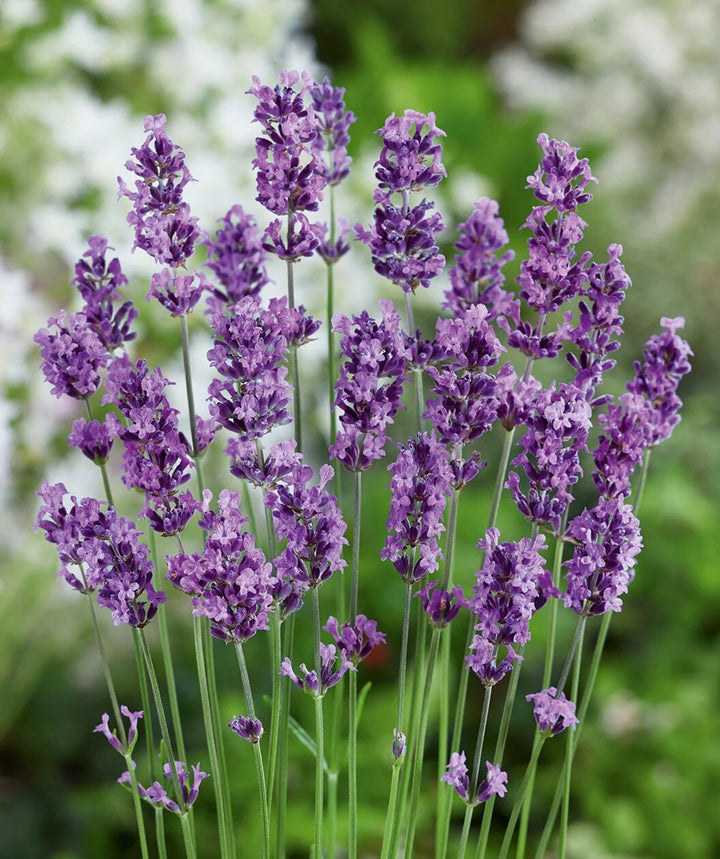 Purple Lavandula Angustifolia Lavender Seeds for Planting | Heirloom Non-GMO High Germination Seeds