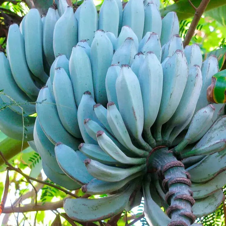Blue Java Banana (Ice Cream Banana) Fruit Seeds – Heirloom Non-GMO Seeds