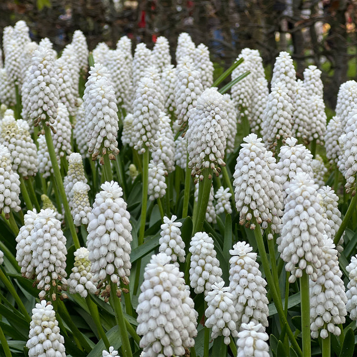 White Hyacinthus Flower Seeds – Heirloom, Non-GMO, High Germination Seeds