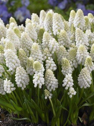 White Hyacinthus Flower Seeds – Heirloom, Non-GMO, High Germination Seeds