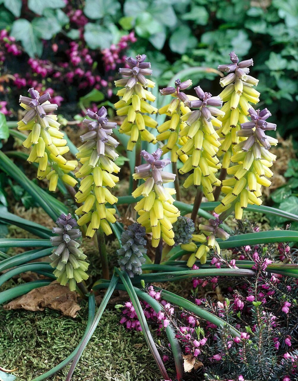 Muscari Macrocarpum Flower Seeds – Heirloom, Non-GMO, High Germination Seeds