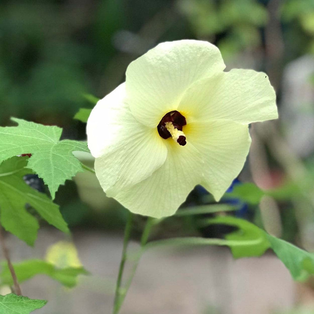 Abelmoschus Moschatus herb seeds