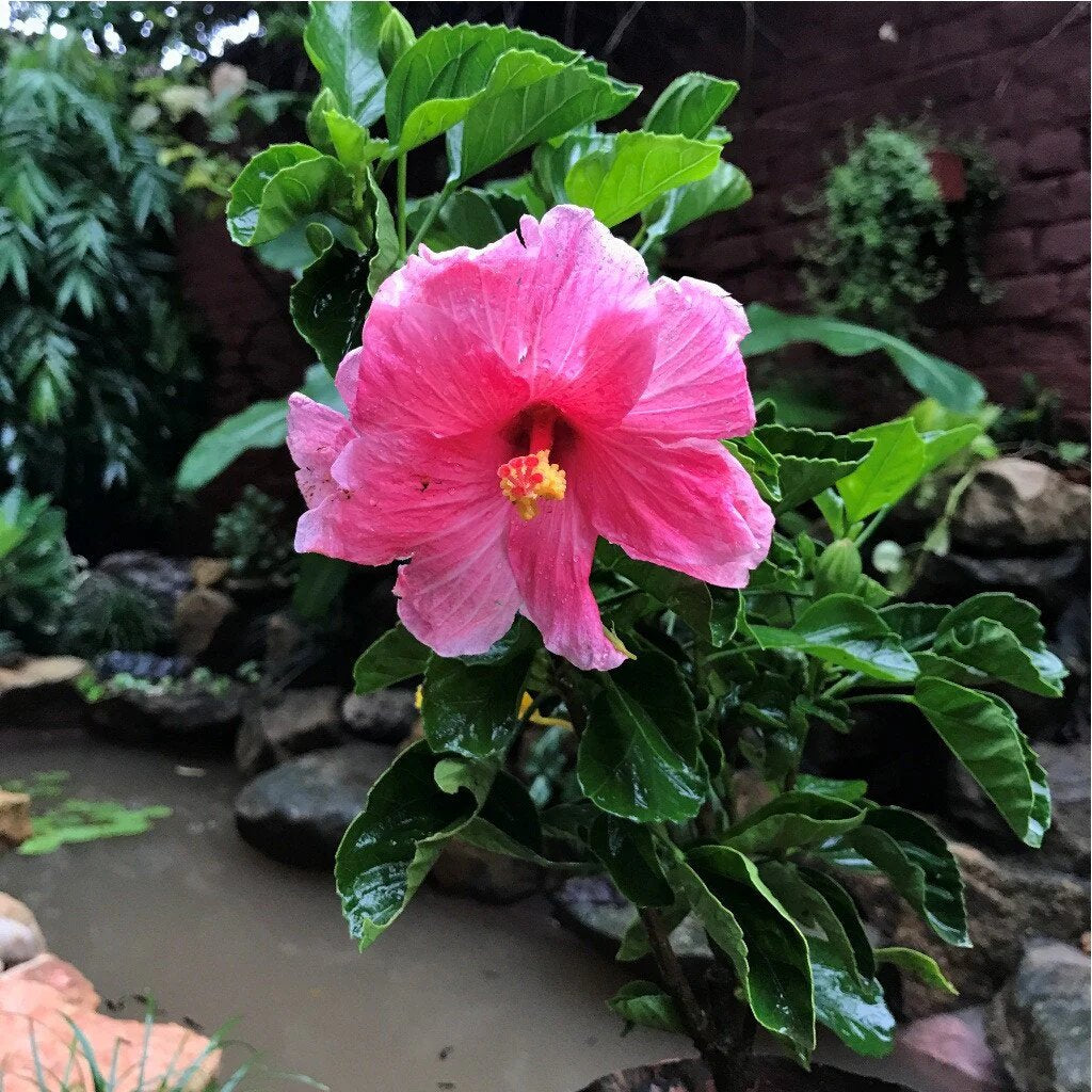 Rosa Hibiskus Blumensamen – Alte Sorte, Non-GMO, hohe Keimfähigkeit