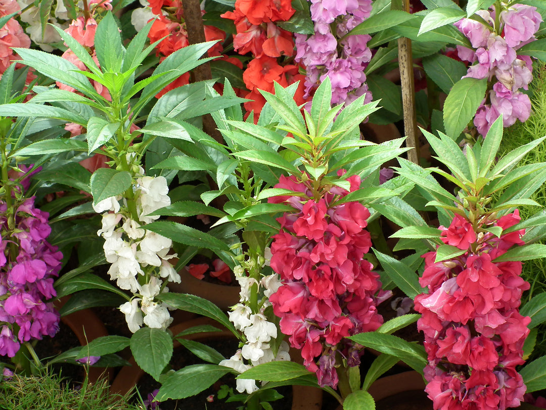 Mixed Perennial Balsam Flower Seeds for Planting – Heirloom Non-GMO High Germination Seeds