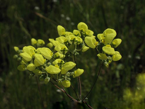 Green Calceolaria Flower Seeds – Heirloom, Non-GMO, High Germination Seeds