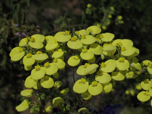 Green Calceolaria Flower Seeds – Heirloom, Non-GMO, High Germination Seeds