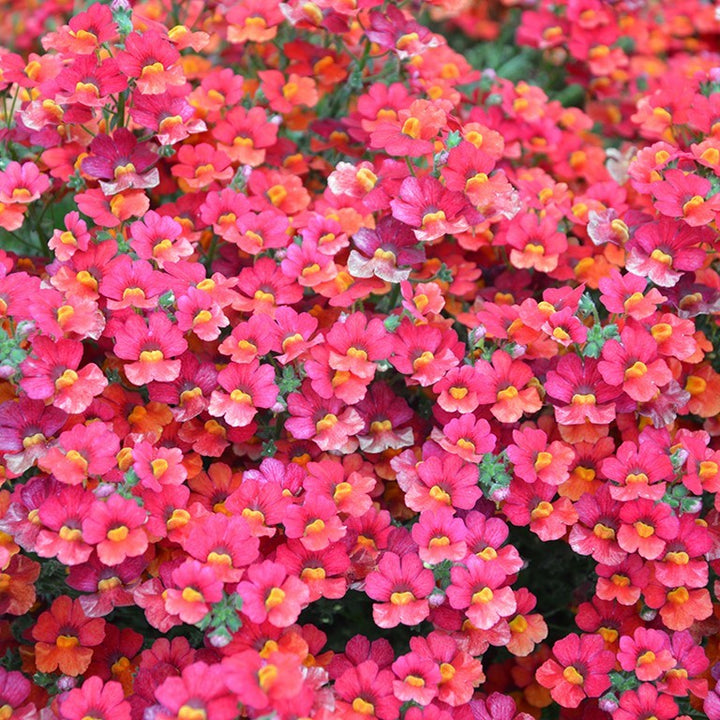 Red Bacopa Flower Seeds for Planting – Heirloom Non-GMO High Germination Organic Seeds
