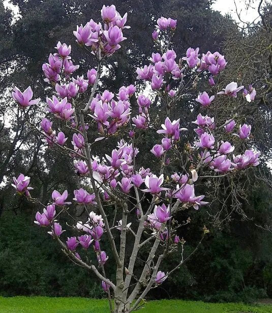 Purple Magnolia Flower Seeds – Heirloom, Non-GMO, High Germination Seeds