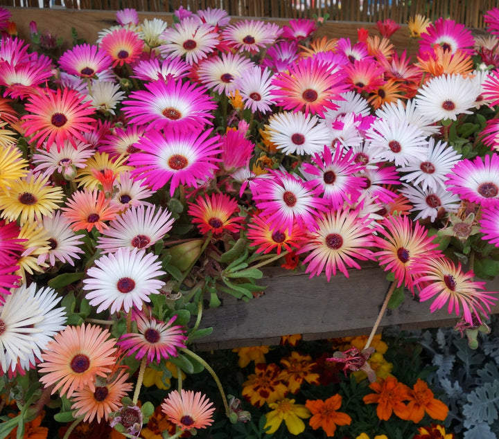 Mixed Mesembryanthemum Flower Seeds – Heirloom, Non-GMO, High Germination Seeds