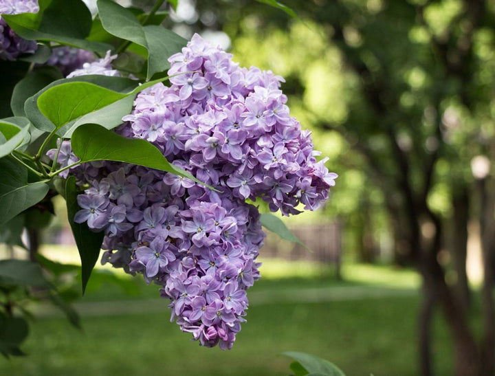 Lilac Flower Seeds Purple Heirloom Non-GMO High Germination Organic Garden Seeds for Planting